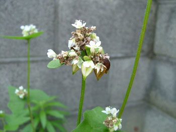 蕎麦の花