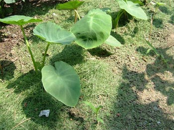 刈り取った芝をリサイクル