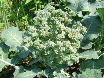 頭がボコボコに刺されたブロッコリー