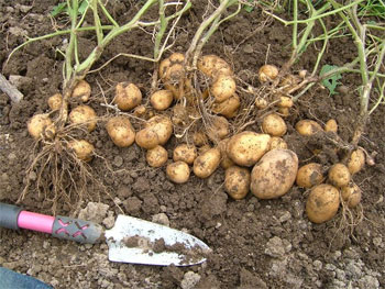 インカの目覚め