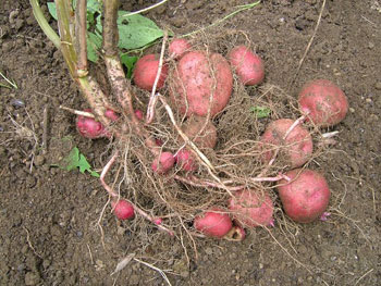 アンデスレッド