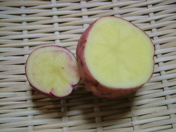 シャベルで切ってしまったアンデスレッド