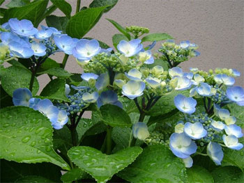 紫陽花