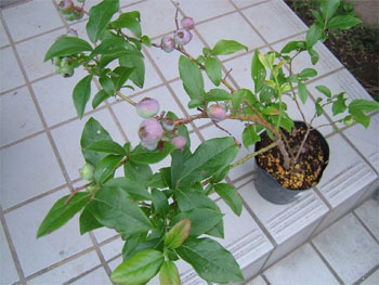 ブルーベリーの苗木