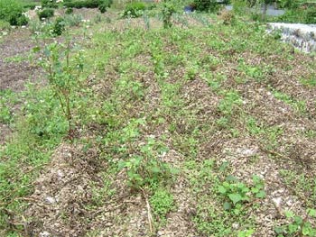 無残なジャガイモ畑