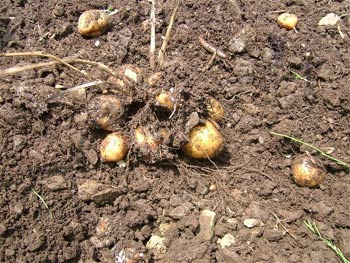 塊茎腐敗をおこした「インカのめざめ」