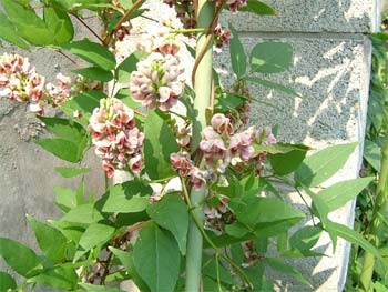 アピオス（ほど芋）の花