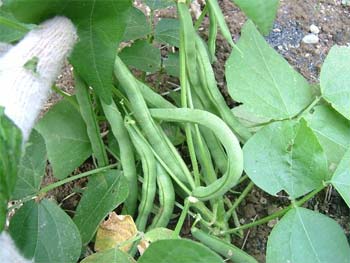 育ちすぎたインゲン