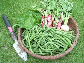 インゲンの収穫