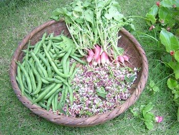 インゲン豆・ラディッシュ・アピオスの花の収穫
