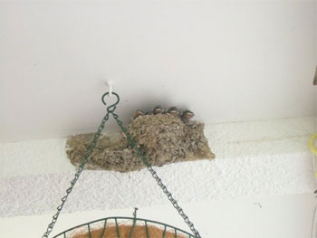 四兄弟の燕の巣