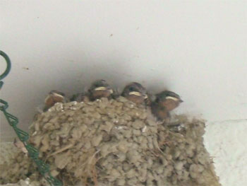 四兄弟の燕の巣（拡大）