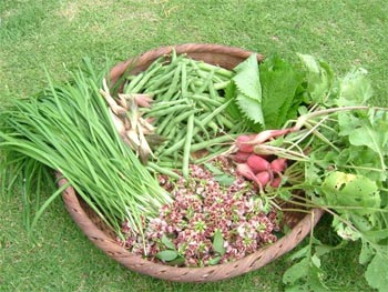 ニラ・茗荷・インゲン豆・大葉・ラディシュ・アピオスの花