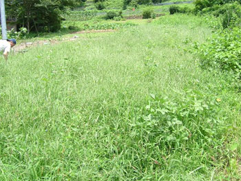 夏草に覆われたジャガイモ畑