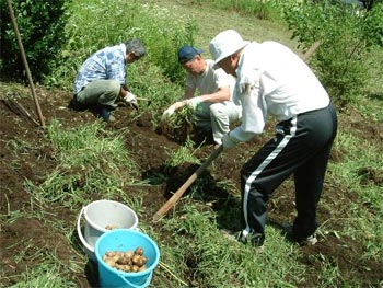 苦戦するジャガイモの掘り起こし