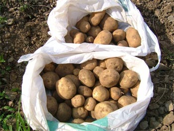 「インカのめざめ」とキタアカリの収穫