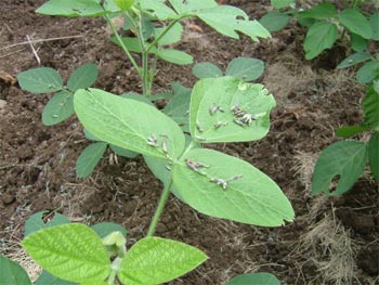 ラベンダーで防虫効果？