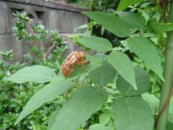 アブラゼミの抜け殻