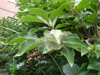 アメリカヒロヒトリの食害