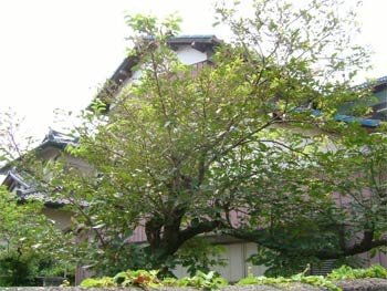 隣家の柿の木も食害