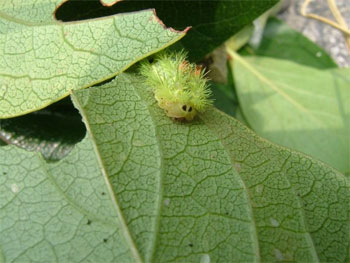 柿の木を食害する毒虫