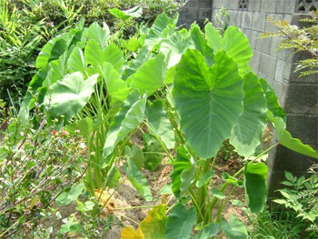 里芋の葉