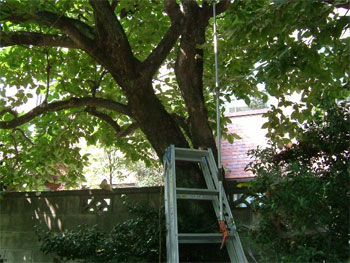 柿の木についた毛虫の退治