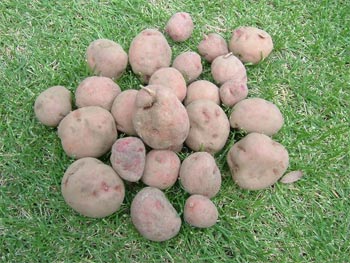 種芋にする予定のアンデスレッド