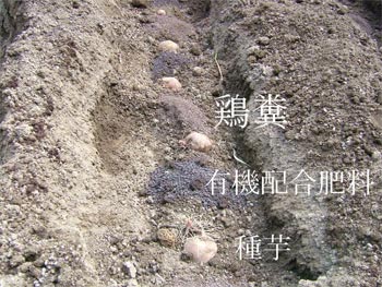 鶏糞・種芋・有機配合肥料