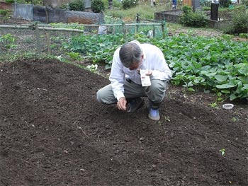 辛味大根と聖護院大根の種蒔き