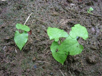 蔓無しインゲンの萌芽