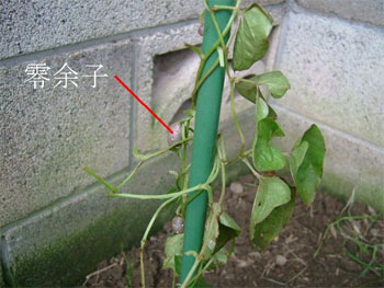 葉が少ない零余子