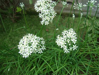 ニラの花