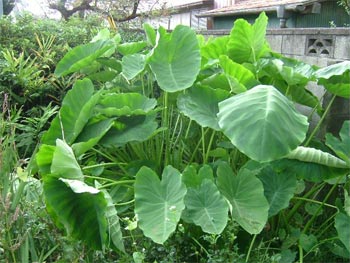 里芋の葉