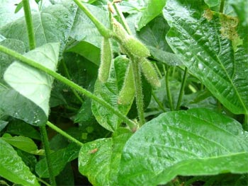 膨らみ始めてきた枝豆