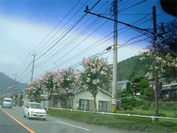 街路樹の百日紅の花