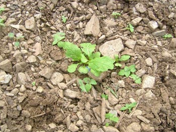 聖護院大根の芽