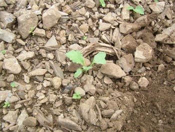 辛味大根の芽吹き