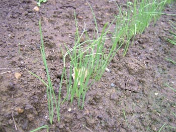 黄色玉葱の苗作り