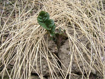 アンデスレッドの萌芽