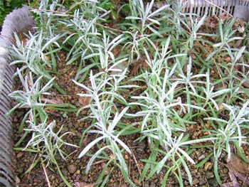 ラベンダーを芽挿し