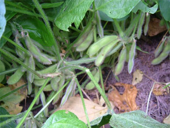 膨らんできた枝豆の鞘