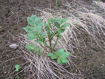 アンデスレッド