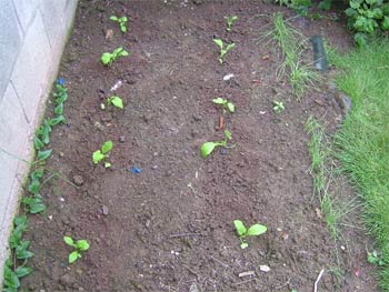 聖護院大根の間引き