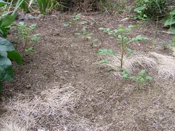 アンデスレッドの萌芽