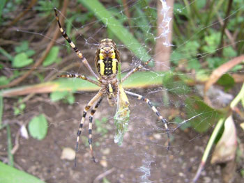 蜘蛛の巣にかかったオンブバッタ