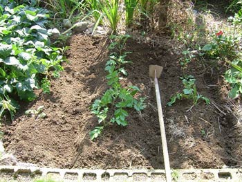 アンデスレッドの畑の作上げ