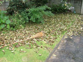 落ち葉の絨毯に覆われた芝生