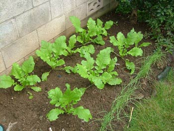 成長した聖護院蕪