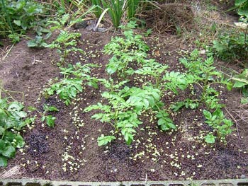 ひ弱な成長のアンデスレッド